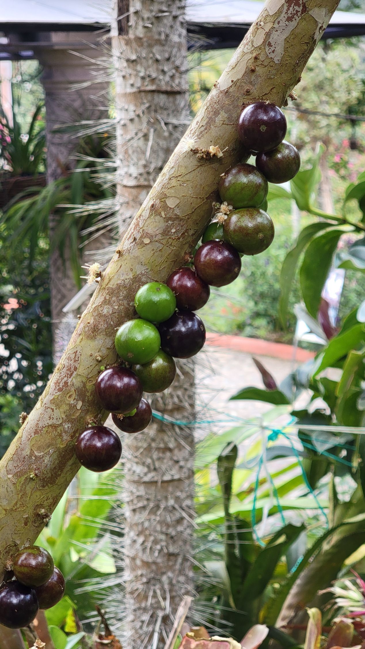 Tree branch with clusters of green and purple jabuticaba fruit.