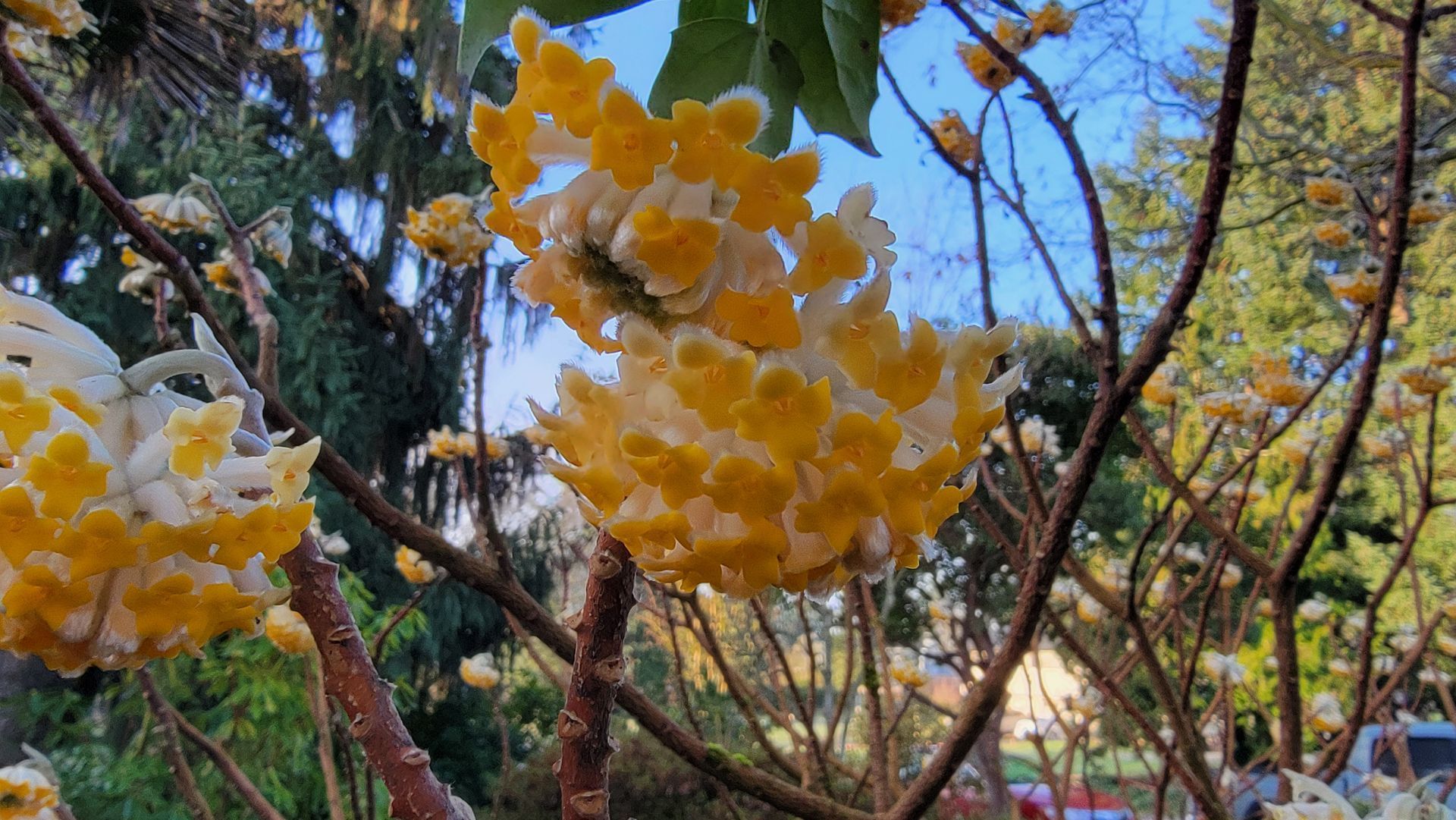 Yellow flowering tree branches with a blurred background of other trees and blue sky.