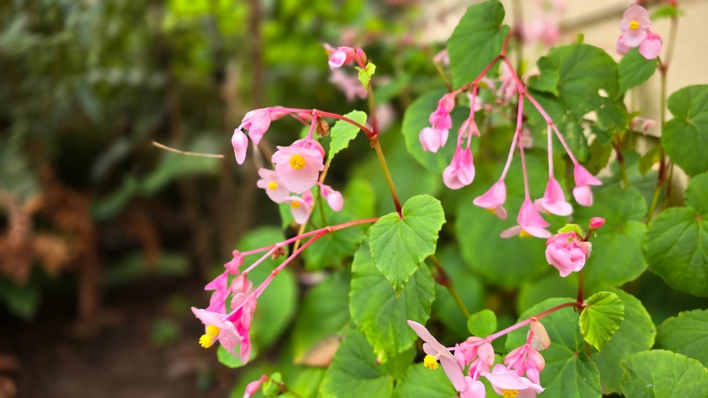Pink begonia flowers with yellow centers hang from green stems and leaves.