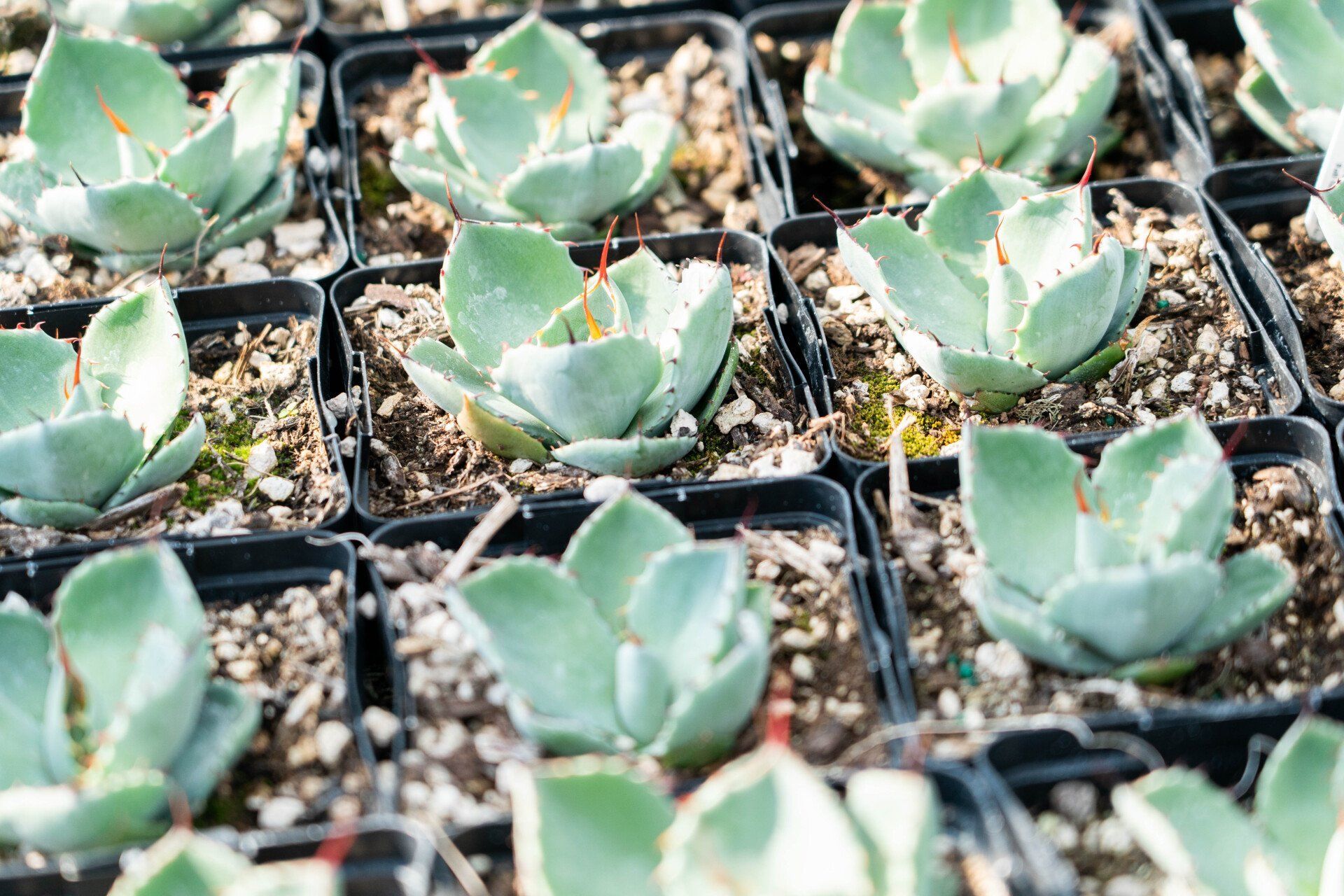 Rows of small, light green succulent plants in black square pots, in an outdoor setting.