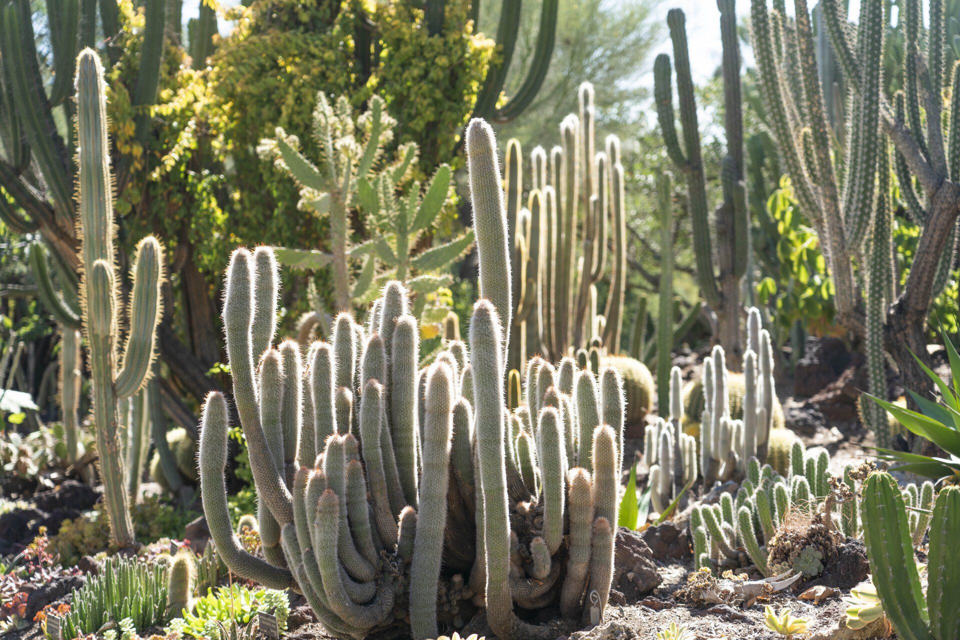 A cluster of slender cacti with a light green hue, bathed in sunlight, in a desert garden.