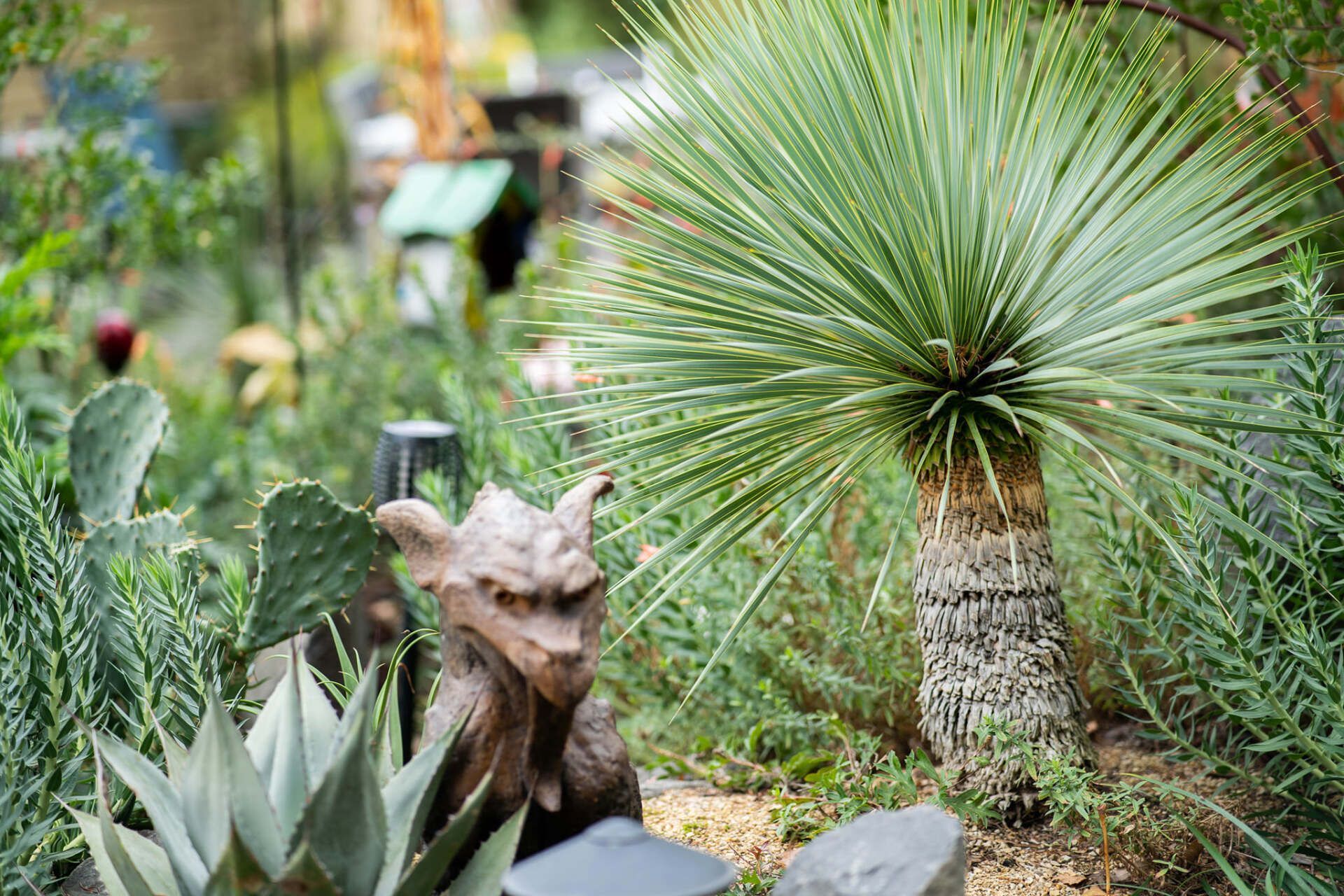 A desert garden scene features a spiky yucca tree, a gargoyle statue, and other succulents in a natural setting.