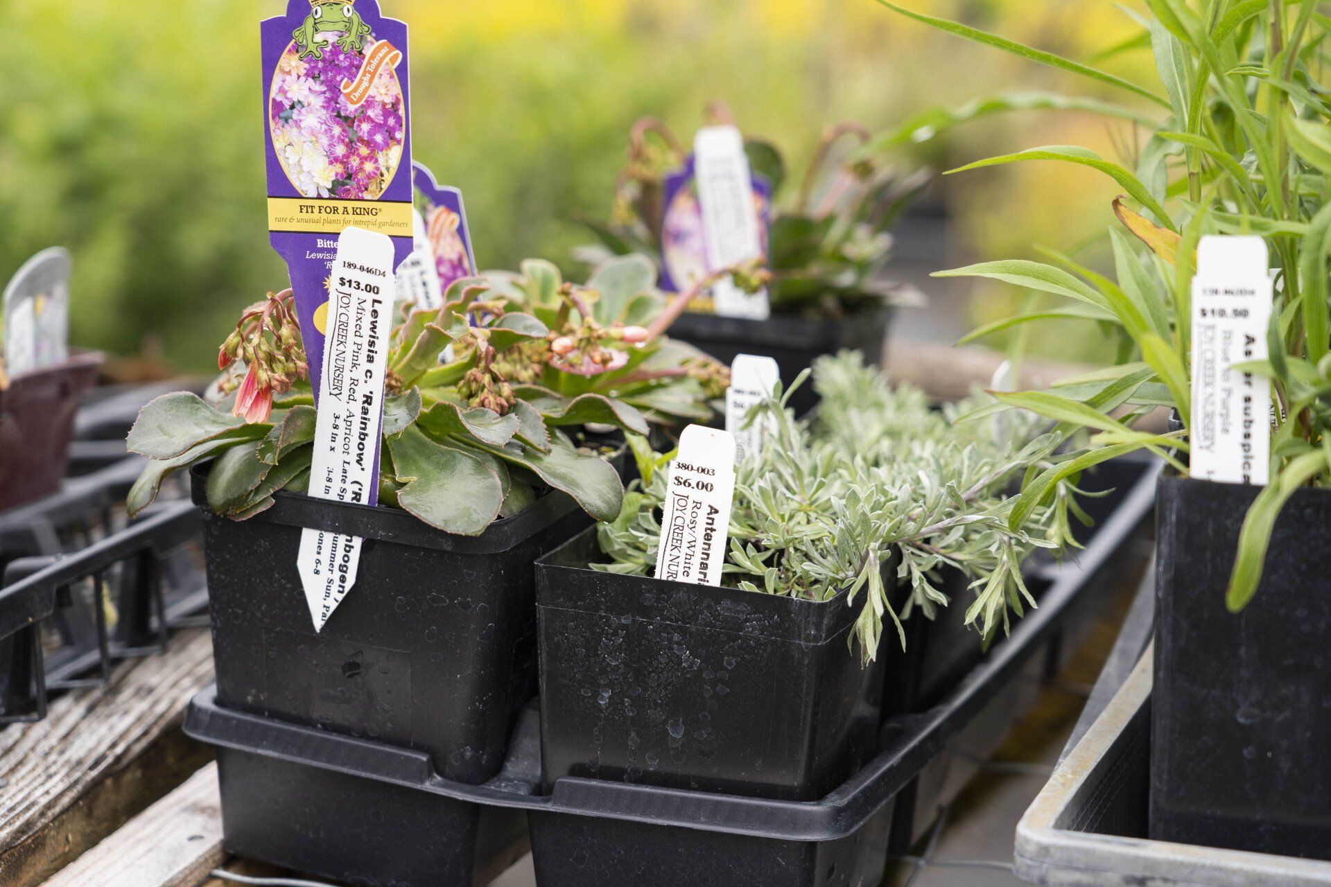 Potted plants with price tags on display at a garden center. 