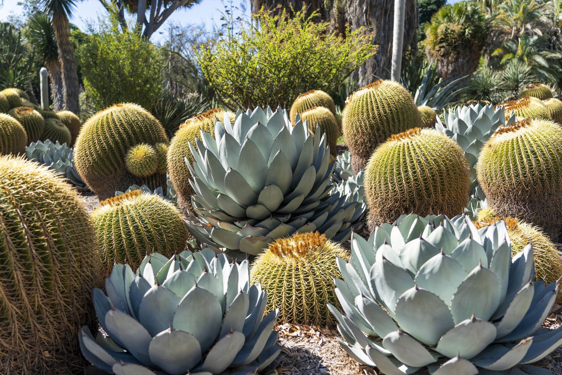 A desert garden with round, golden-brown cacti and blue-green agave plants.