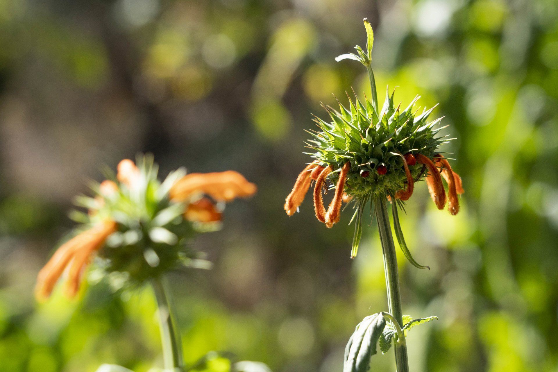 Orange and green lion's tail flowers in focus with a blurred green background.