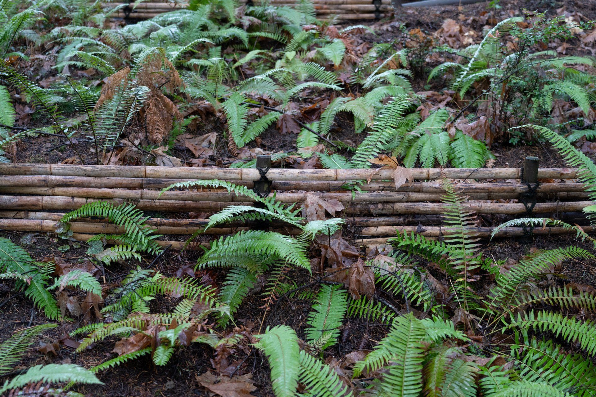 Ferns growing in a garden bed with a bamboo border. 