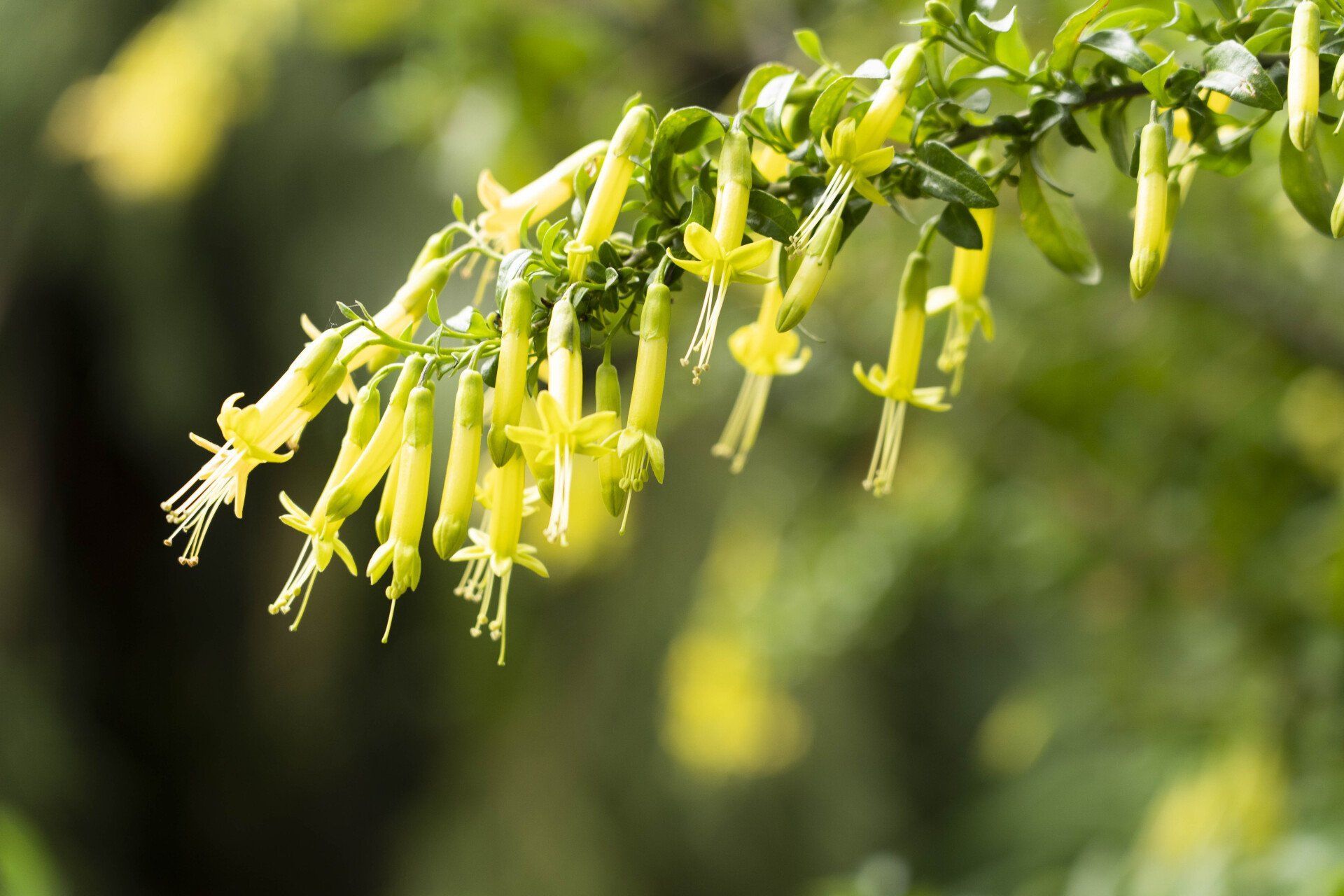 Yellow, tubular flowers hang down from a green, leafy branch, with a blurred green background.