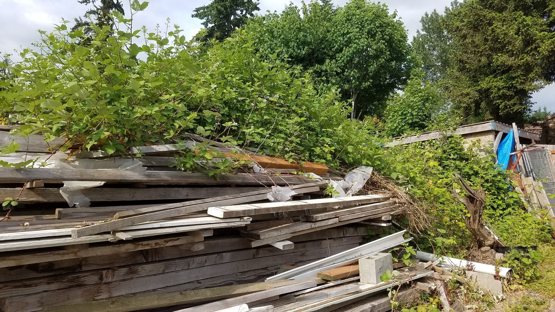 Pile of weathered wood overgrown with green bushes and trees.