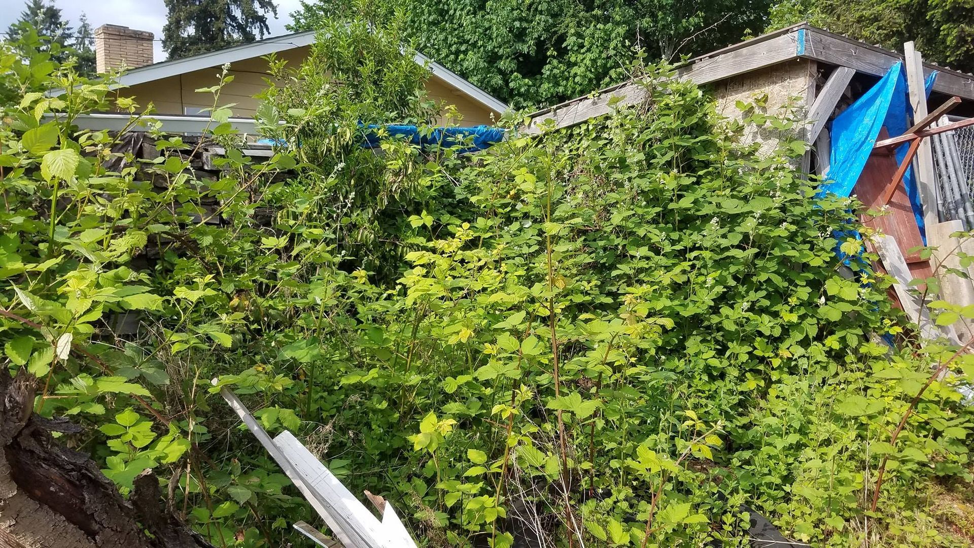 Overgrown vegetation partially obscures a building with a chimney and a blue tarp.