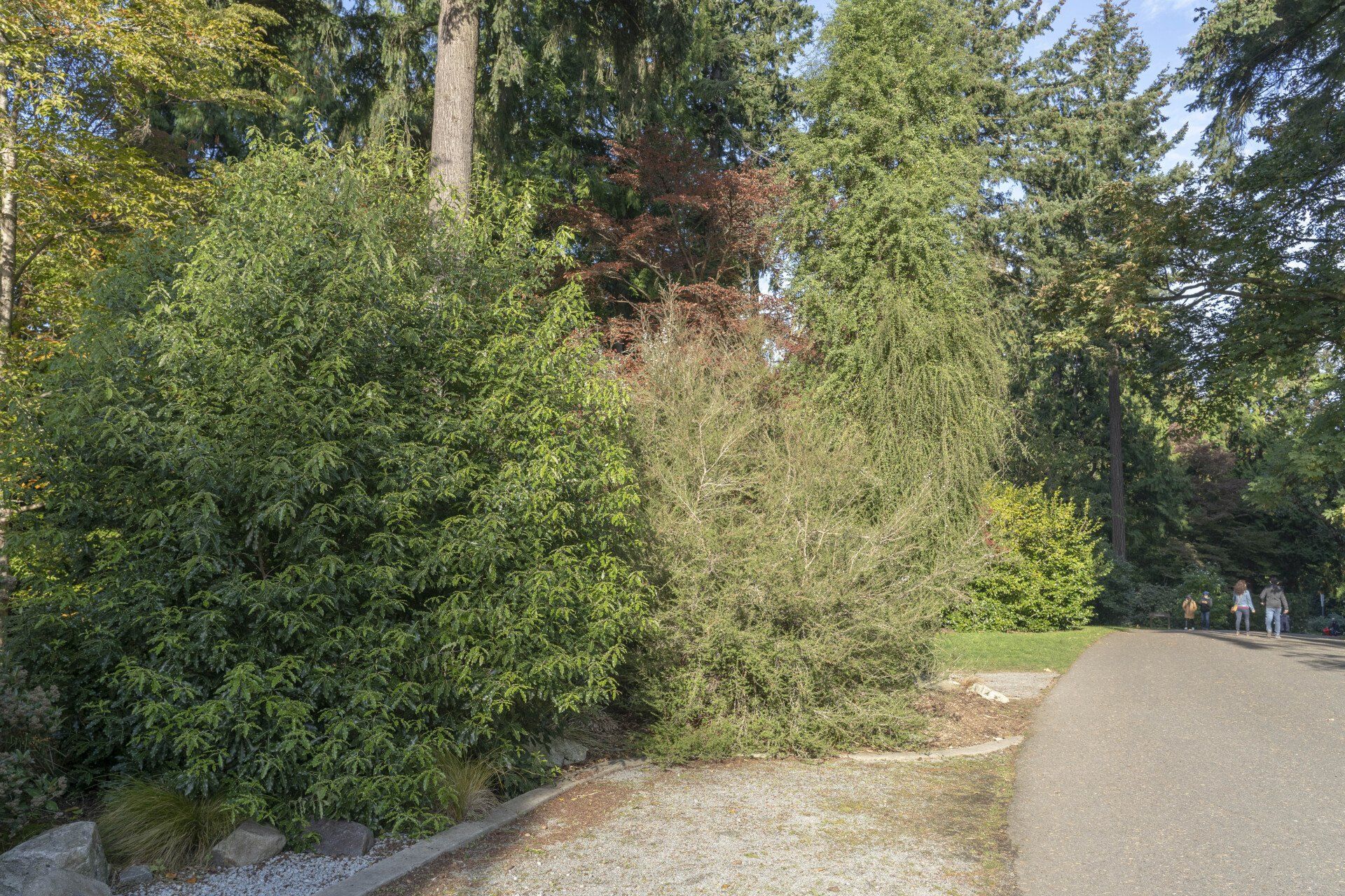 Green bushes and trees line a gravel path in a park, with figures of people walking in the distance.