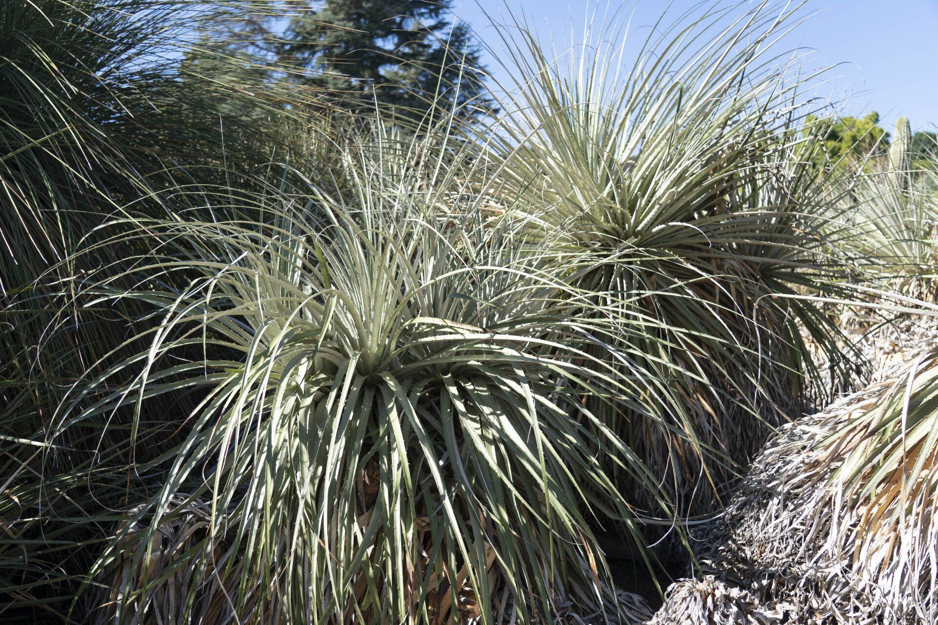 Clump of spiky, silver-green grass-like plants growing outdoors in bright sunlight.
