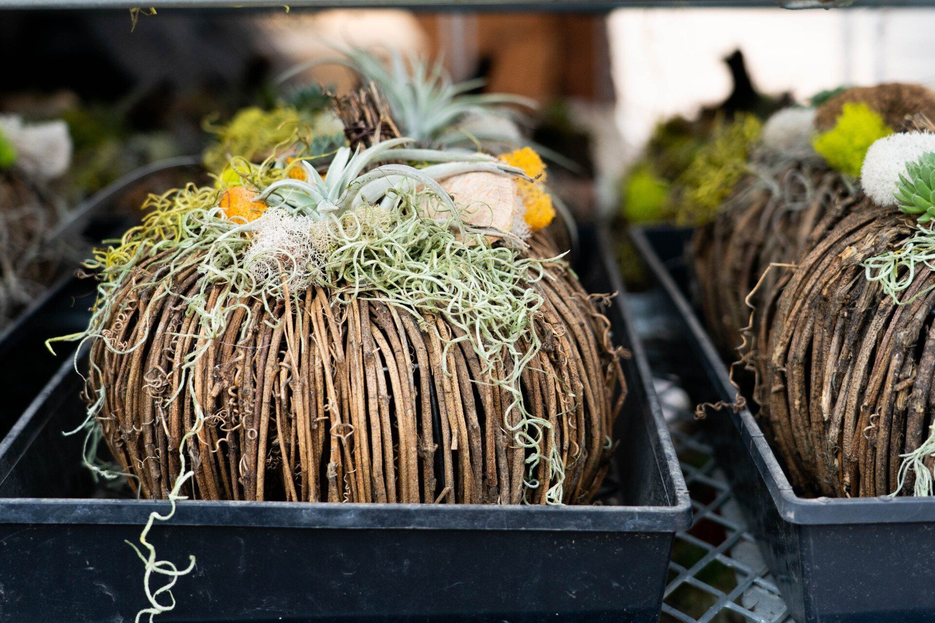 Woven twig pumpkins in black trays, decorated with moss and air plants, for sale.