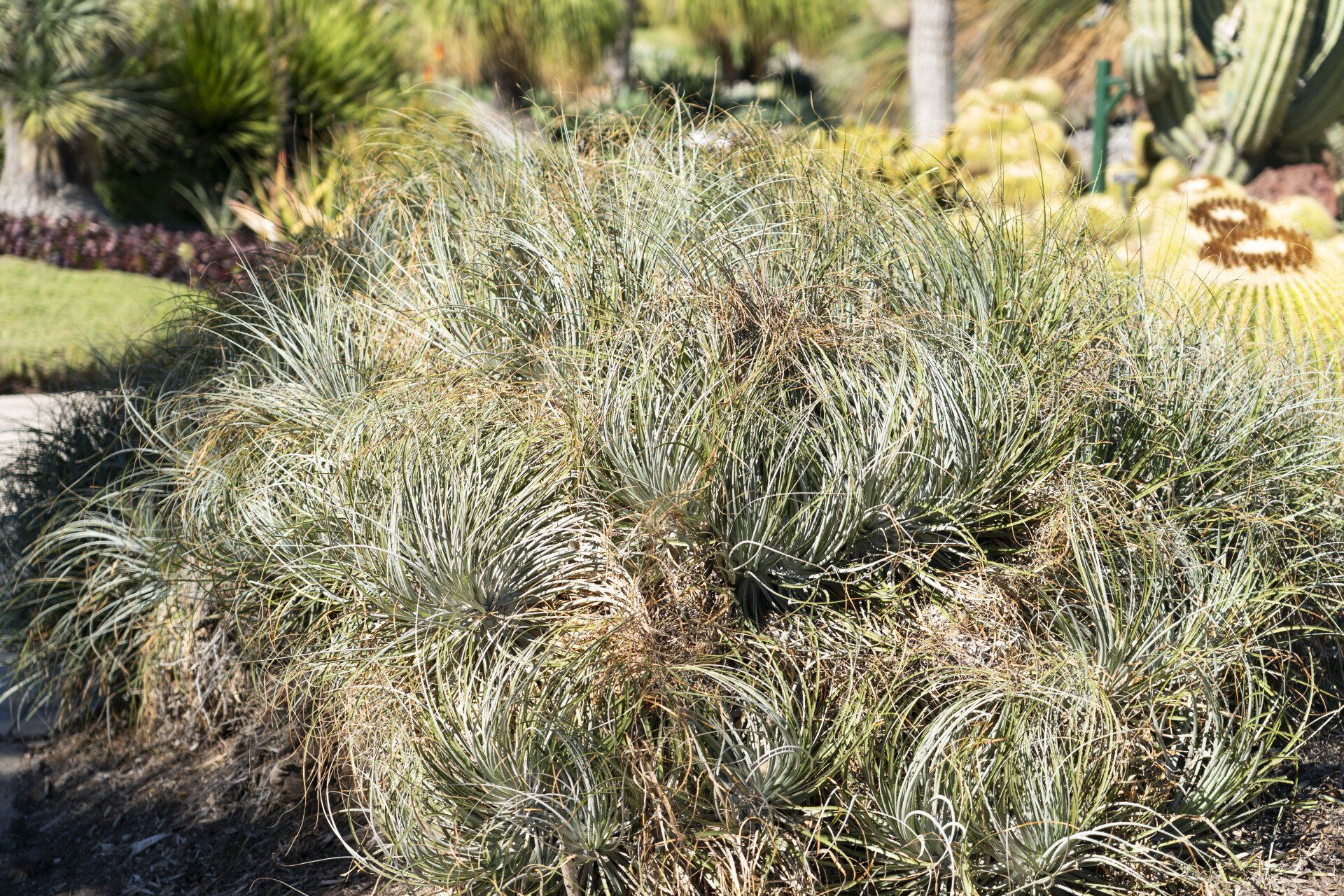 A dense, silvery-blue grass-like plant growing in a garden bed with other desert plants.