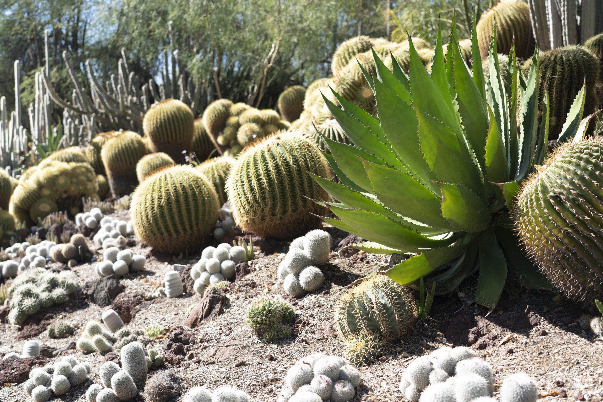 A variety of cacti and succulents in a desert landscape, with a large green agave in the foreground.