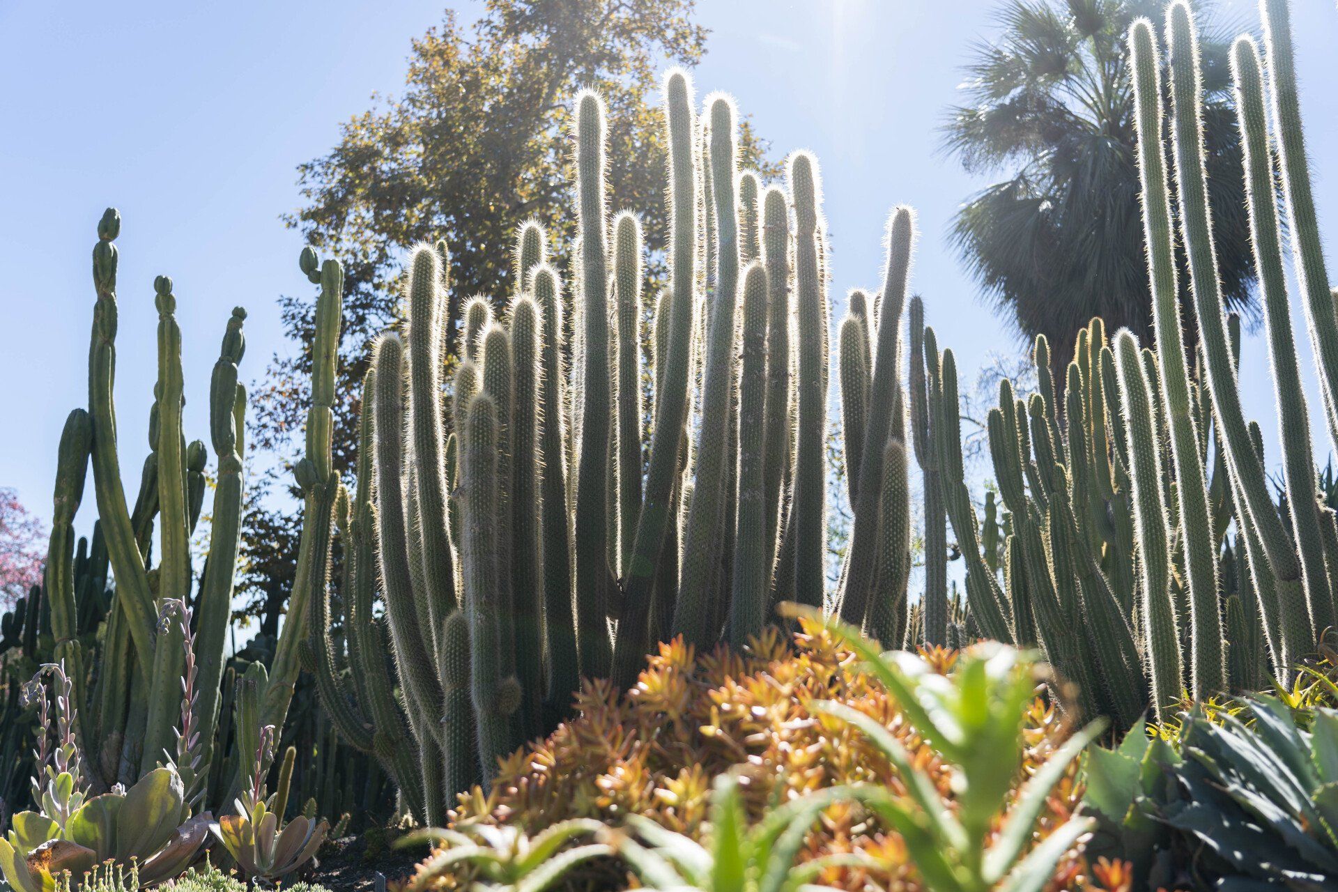 Tall, slender cacti bask in the sunlight, silhouetted against the bright sky, with other desert plants in the foreground.