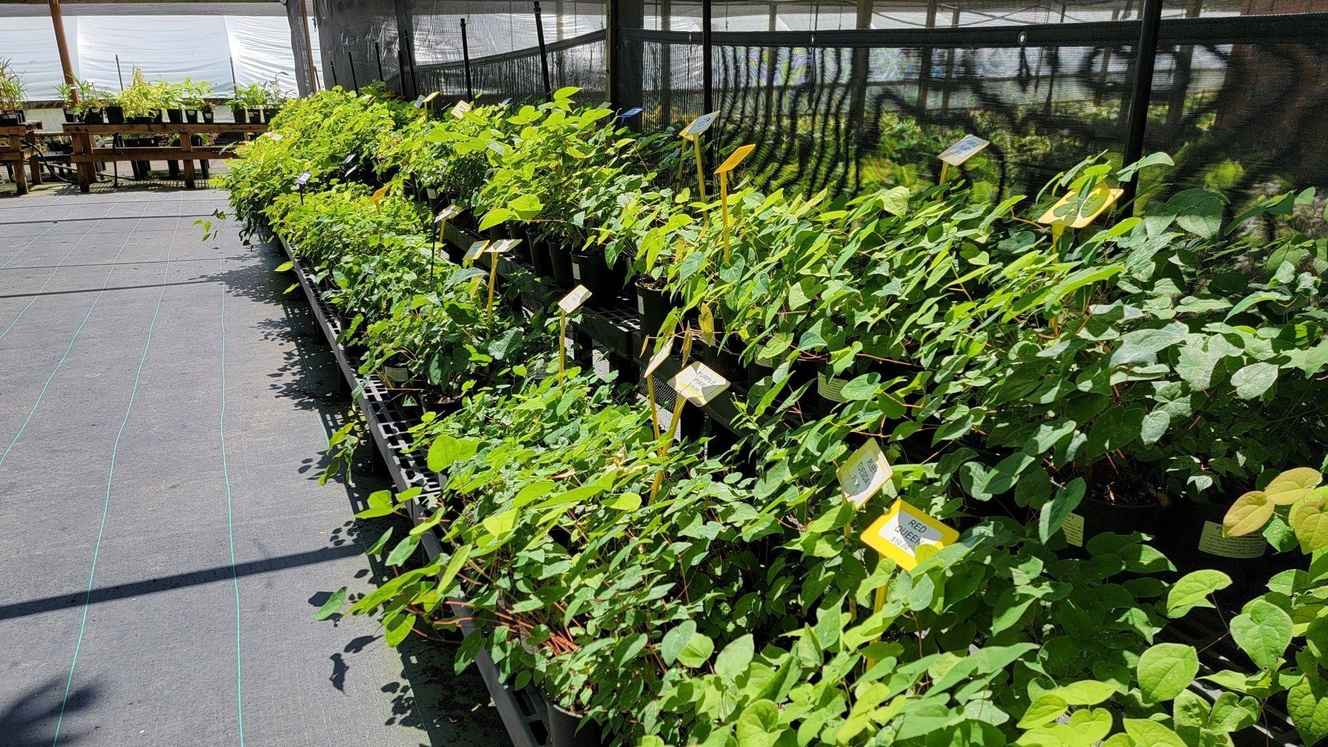 Green plants in rows at a nursery under a mesh covering, with price tags visible.