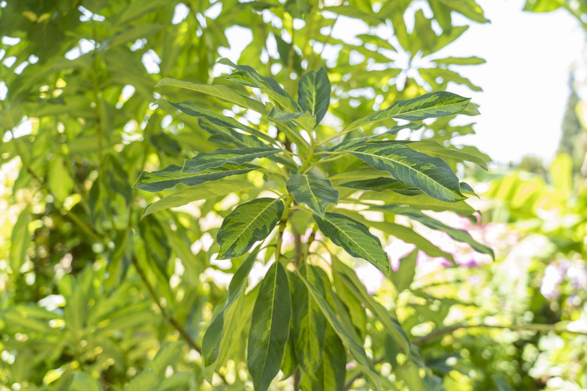 Close-up of a plant with variegated leaves.
