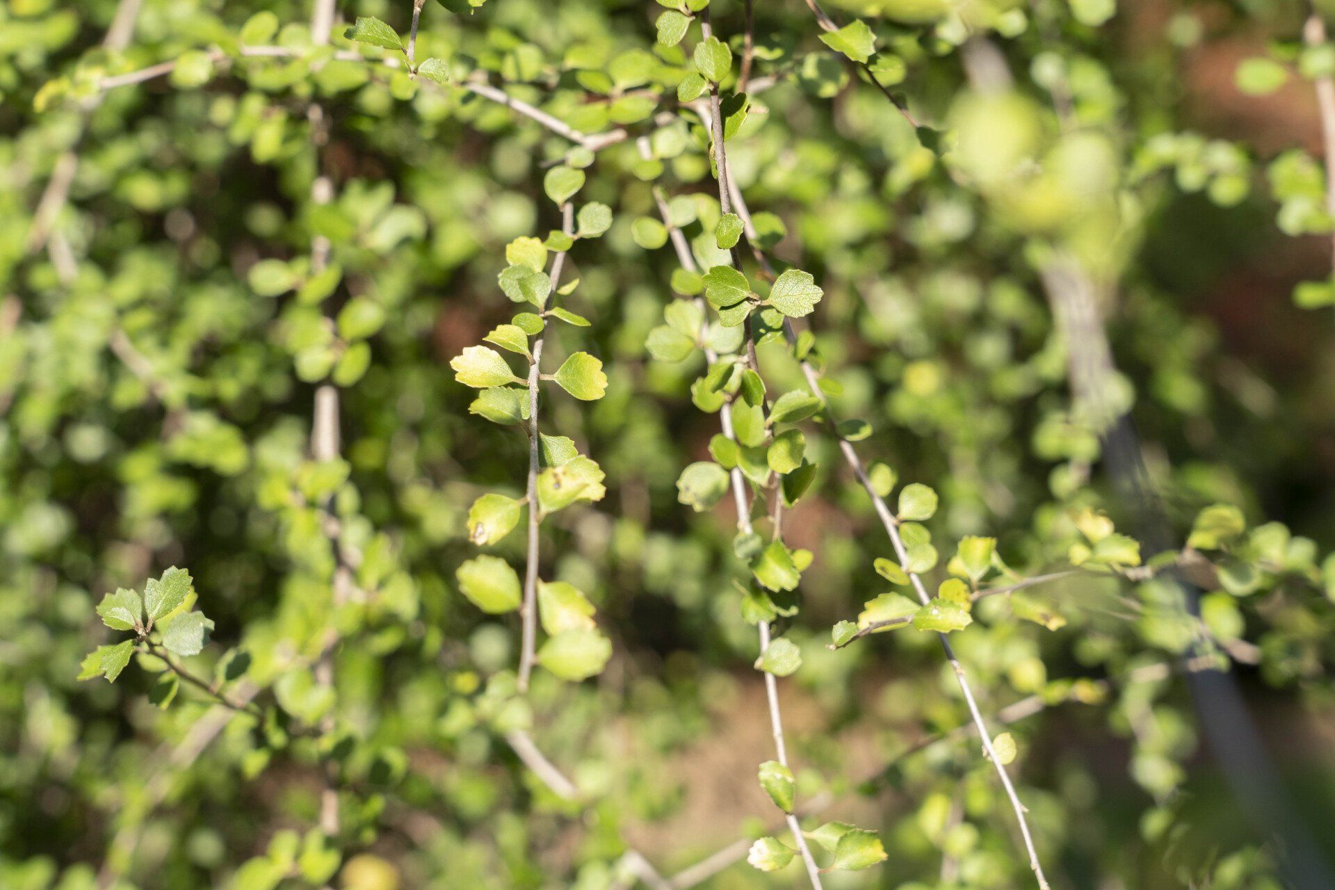 Green foliage of a shrub with small, round leaves on slender branches. 