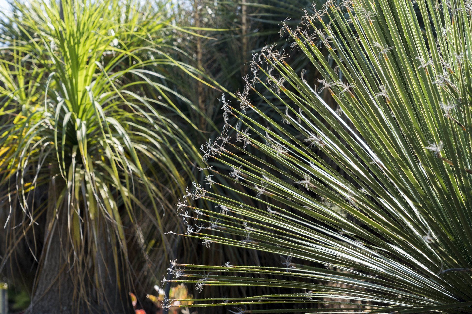 Two desert plants: one with long, feathery green leaves, and the other with spiky.