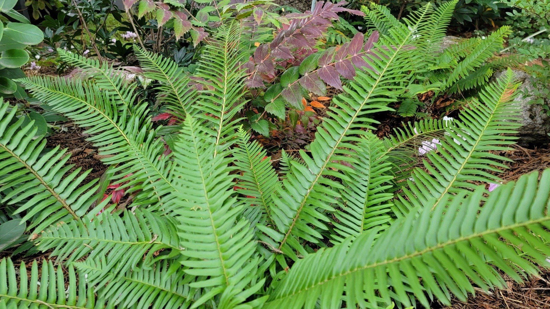 Green ferns with feathery leaves in a garden setting, showcasing lush greenery.