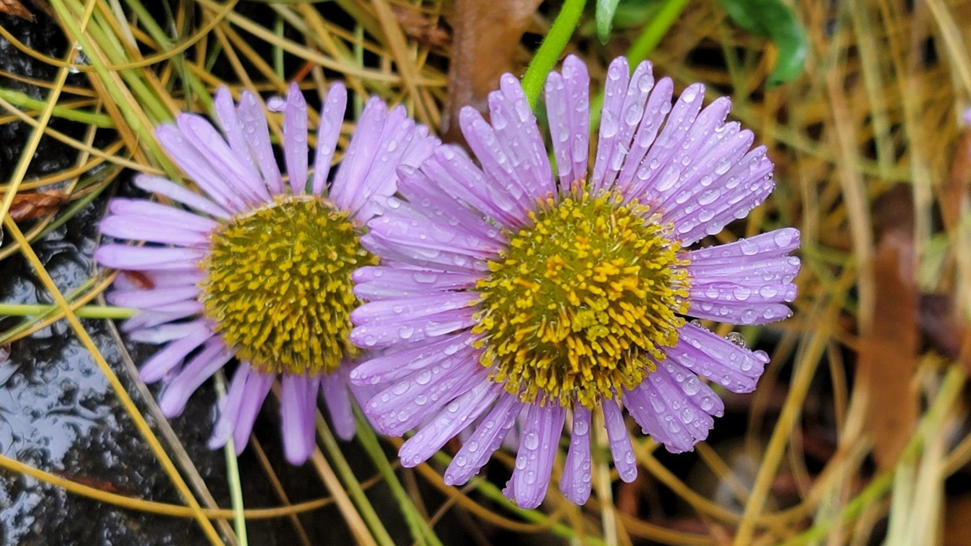 Two lavender daisy-like flowers with yellow centers covered in water droplets, surrounded by grass.
