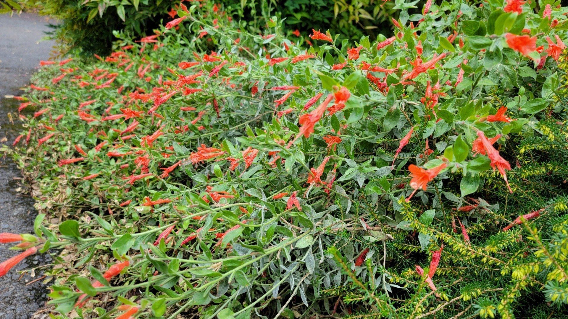 Low-growing plant with many vibrant orange tubular flowers and green leaves along a walkway.