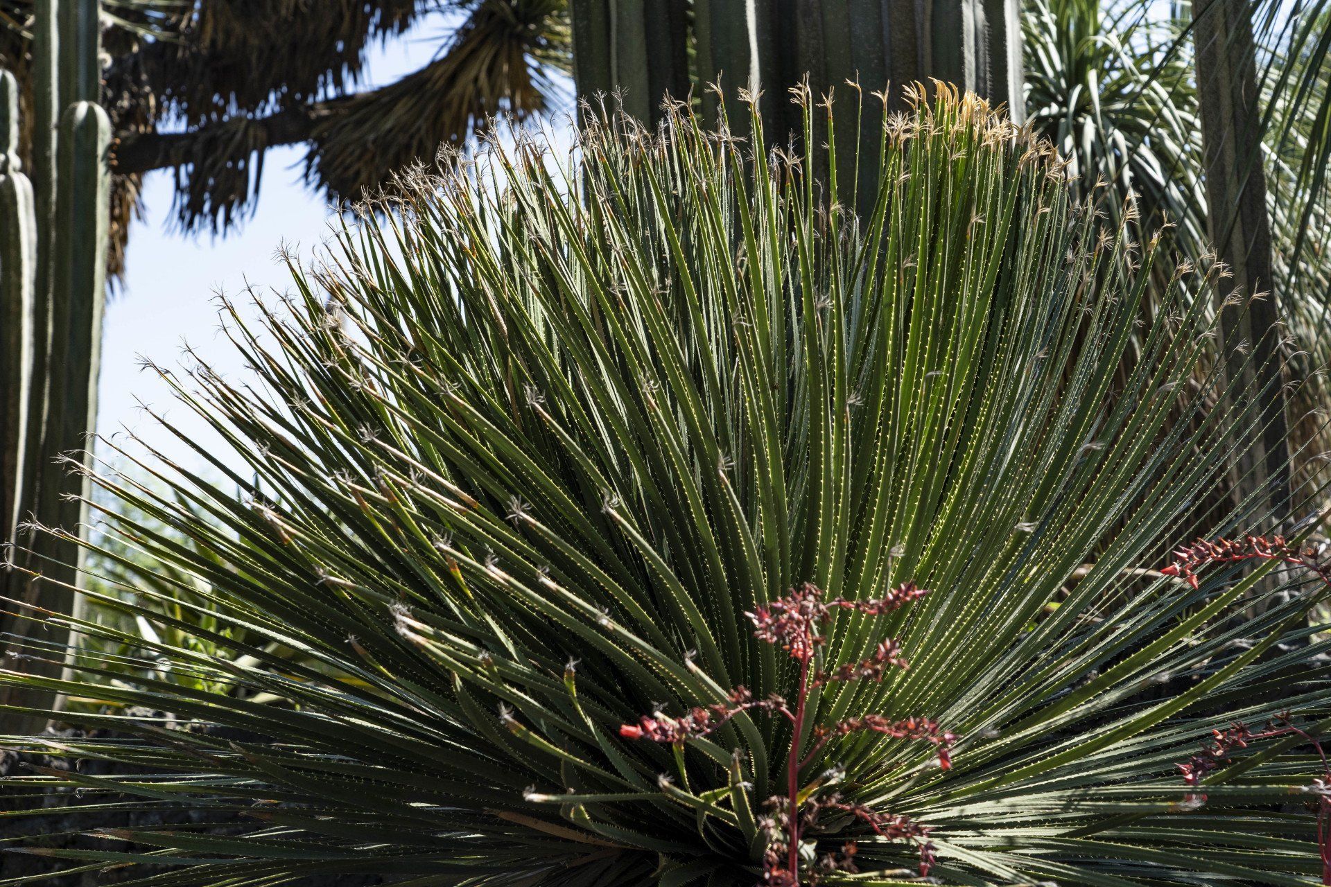 A spiky green plant with long, slender leaves, some reddish flowers, and other desert plants in the background.