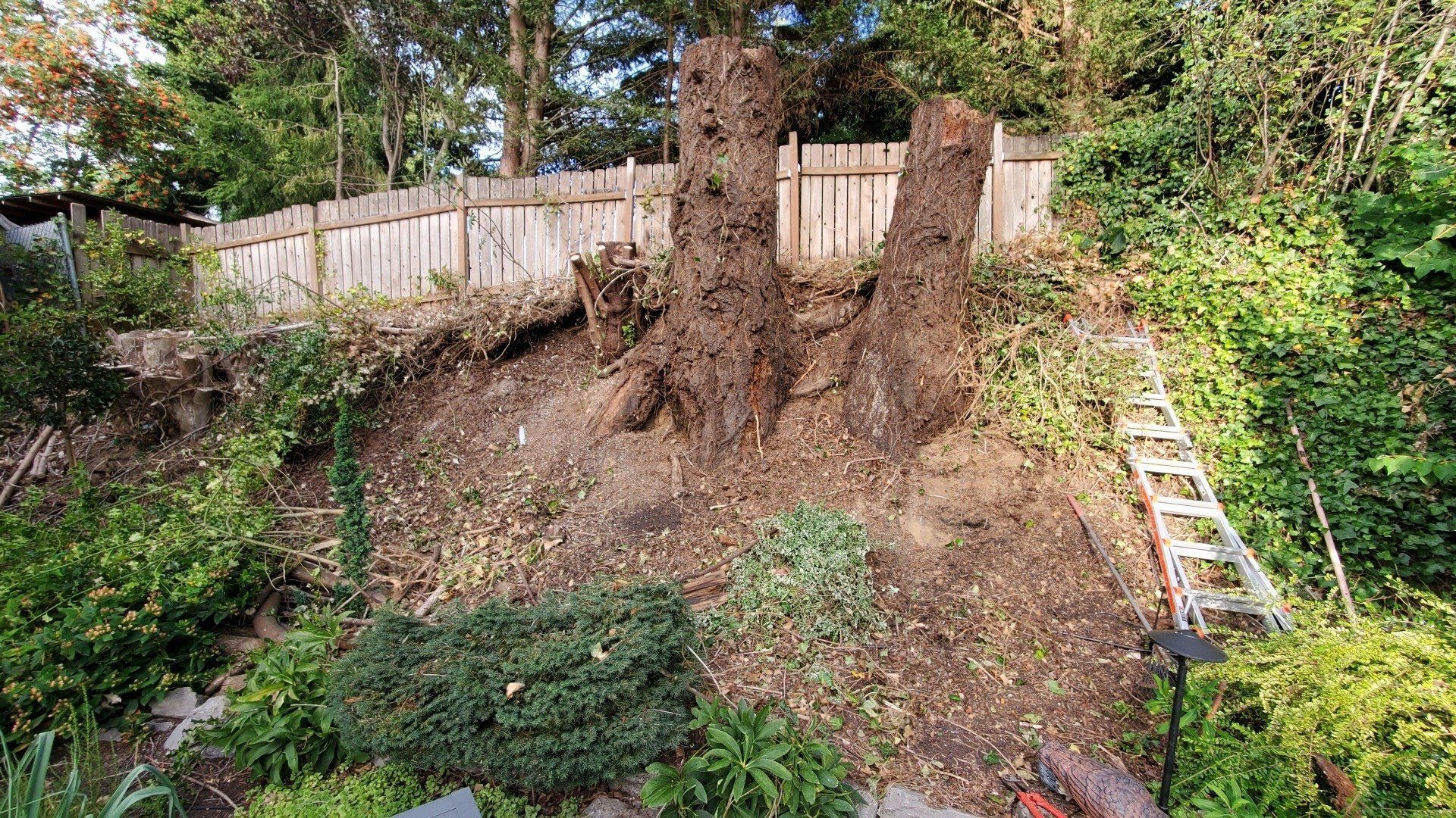 Two tree stumps on a sloped hill with a wooden fence in the background and a ladder to the right.