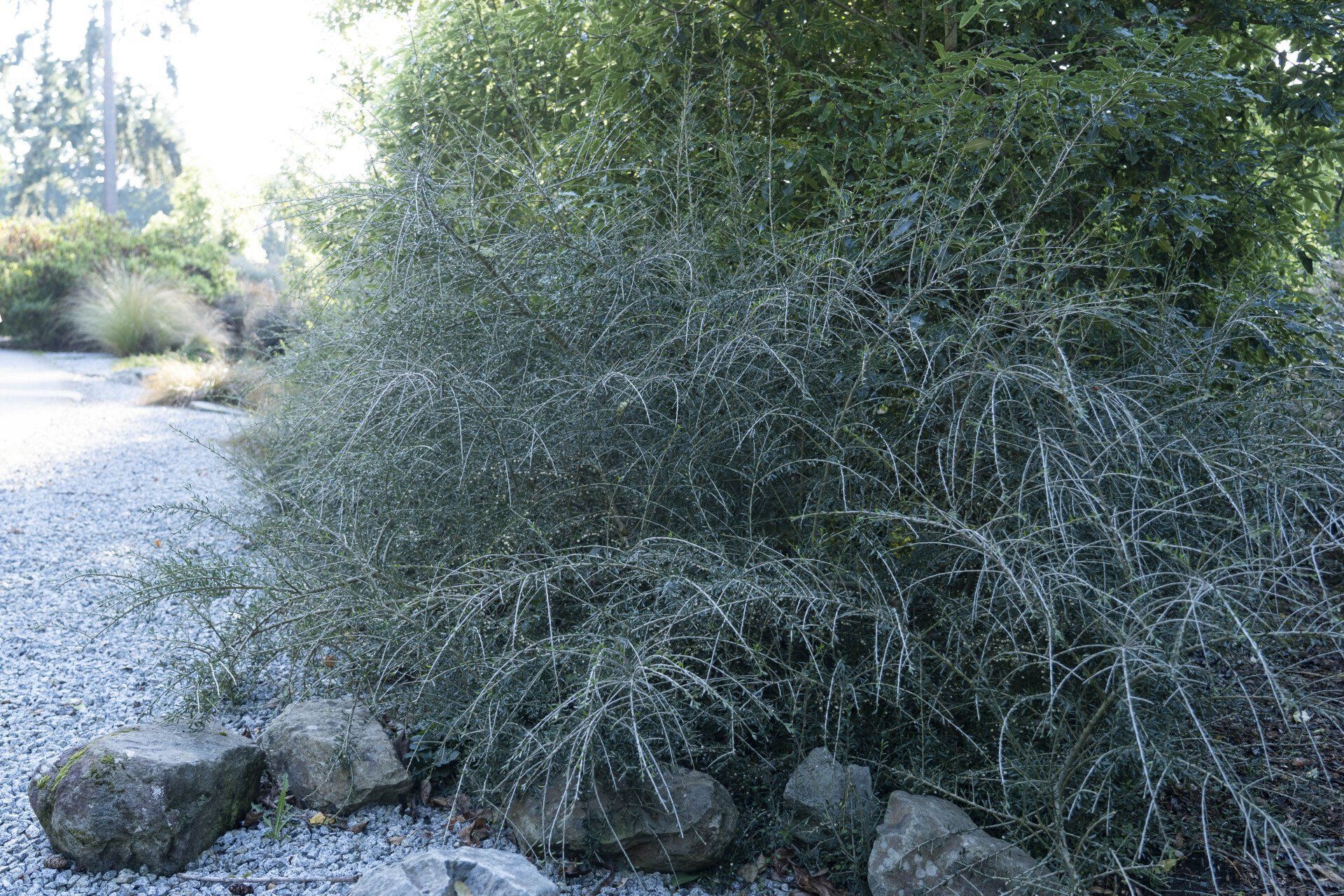 Dense, silvery-green shrub with many thin branches.