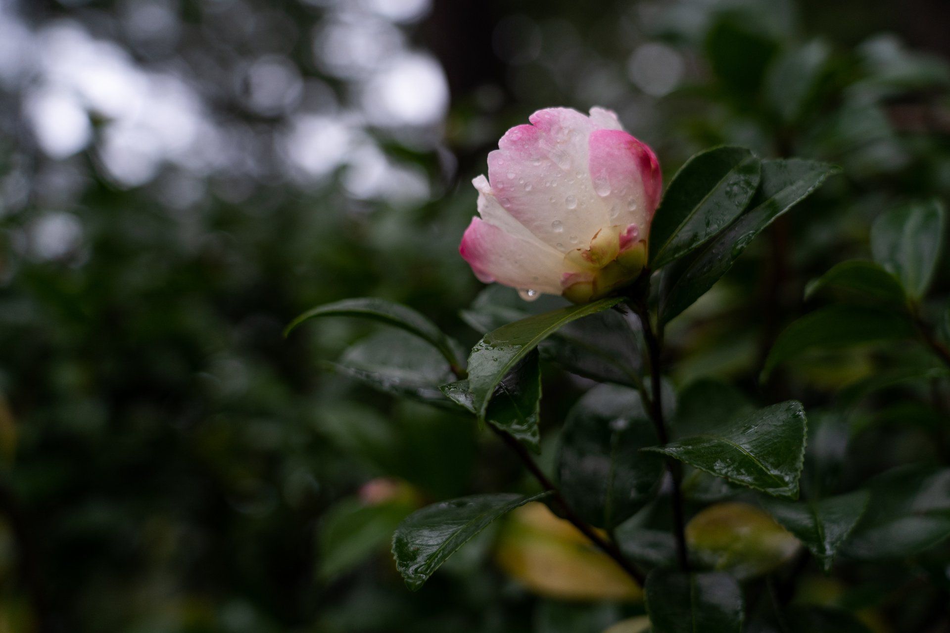 A pink and white camellia flower bud with water droplets, surrounded by green leaves.