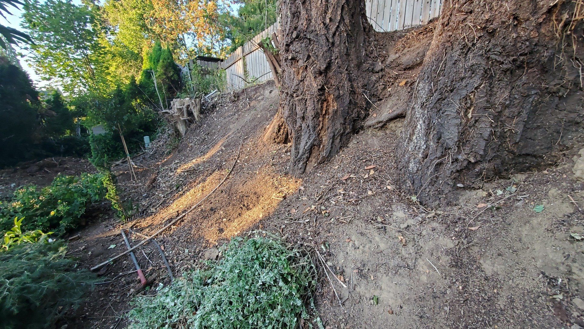 A dirt hillside with a large tree trunk, plants, and a fence in the background, with sunlight highlighting the scene.