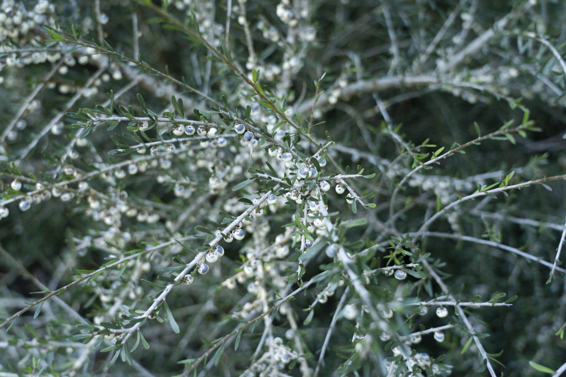 Bush with delicate, white flowers and small, green leaves on thin, gray stems.