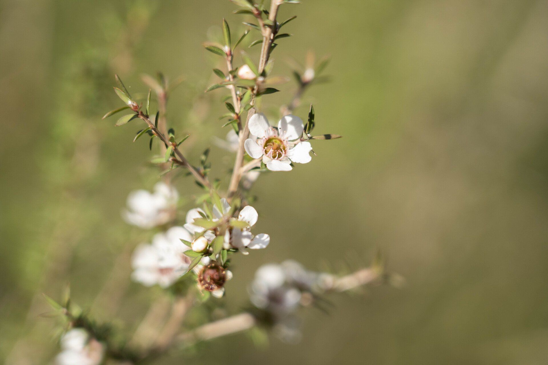 White flowers blooming on a slender, twiggy branch against a blurred green background.