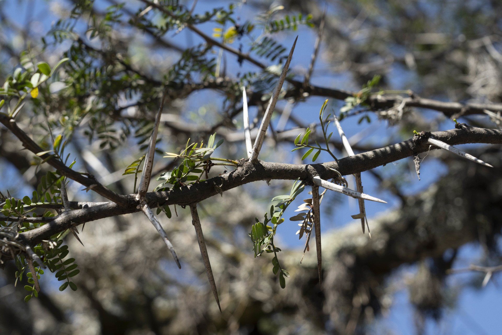 Branch of a tree with many long, sharp thorns and small green leaves.