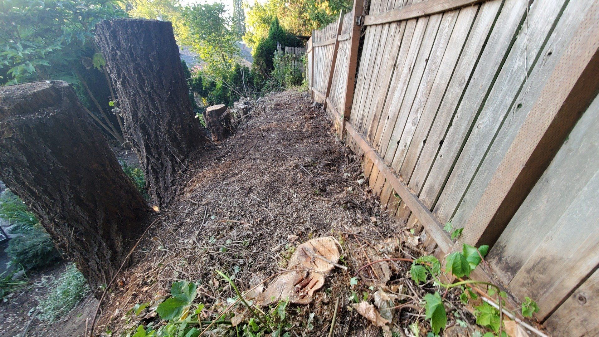 View of a backyard with tree stumps, a dirt path, and a wooden fence. ground.