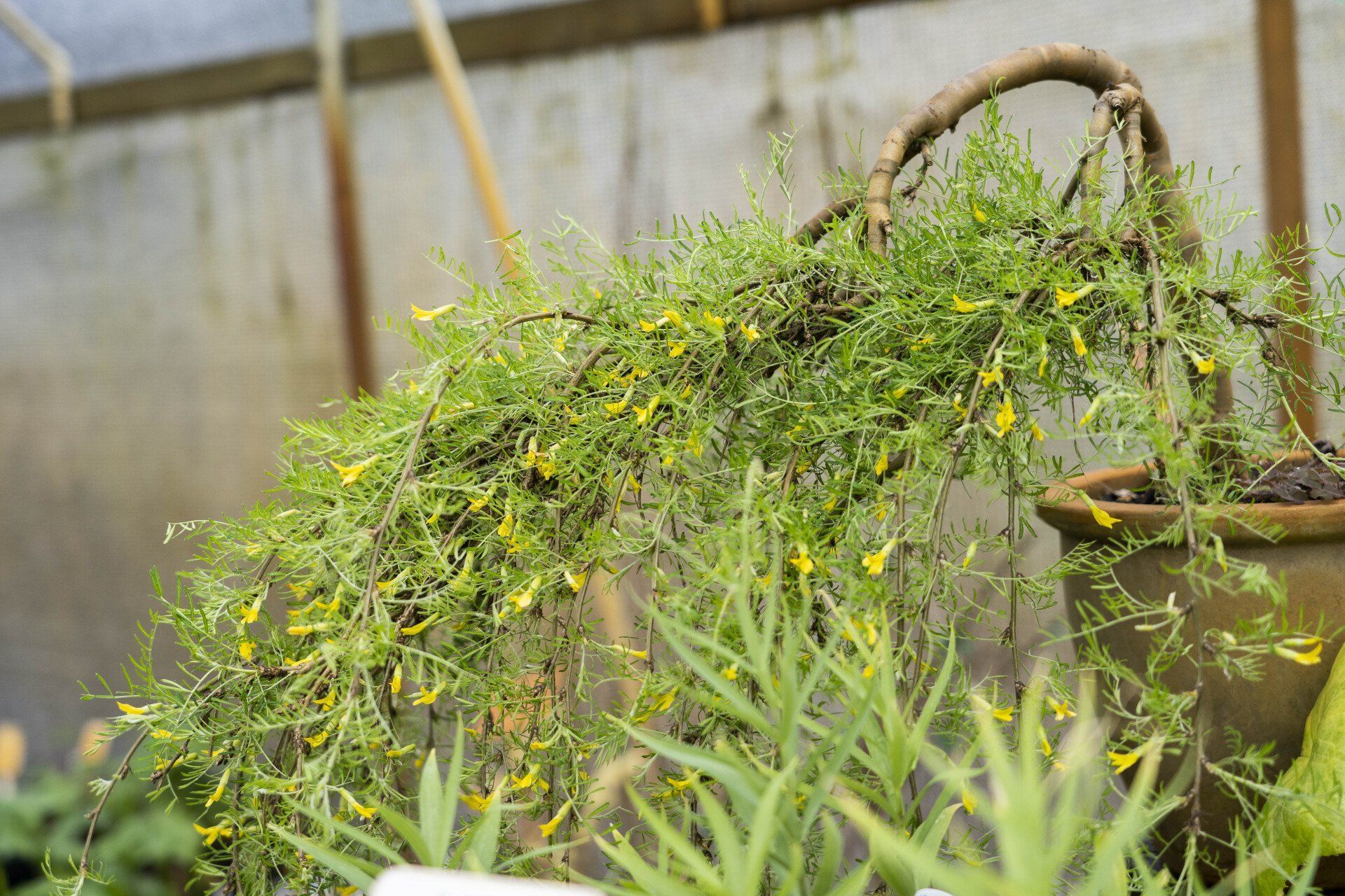 A hanging plant with cascading green foliage and small yellow flowers. 