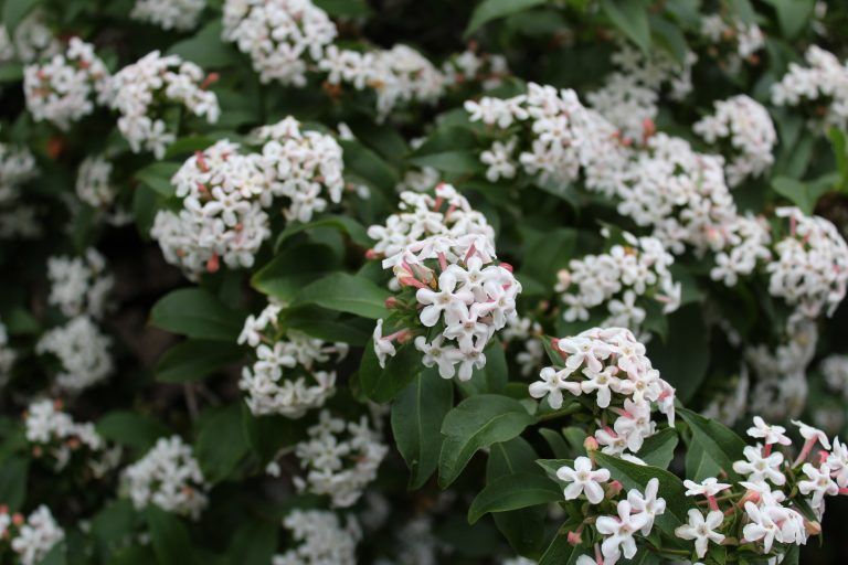 Close-up of a plant with clusters of small, white flowers and dark green leaves.