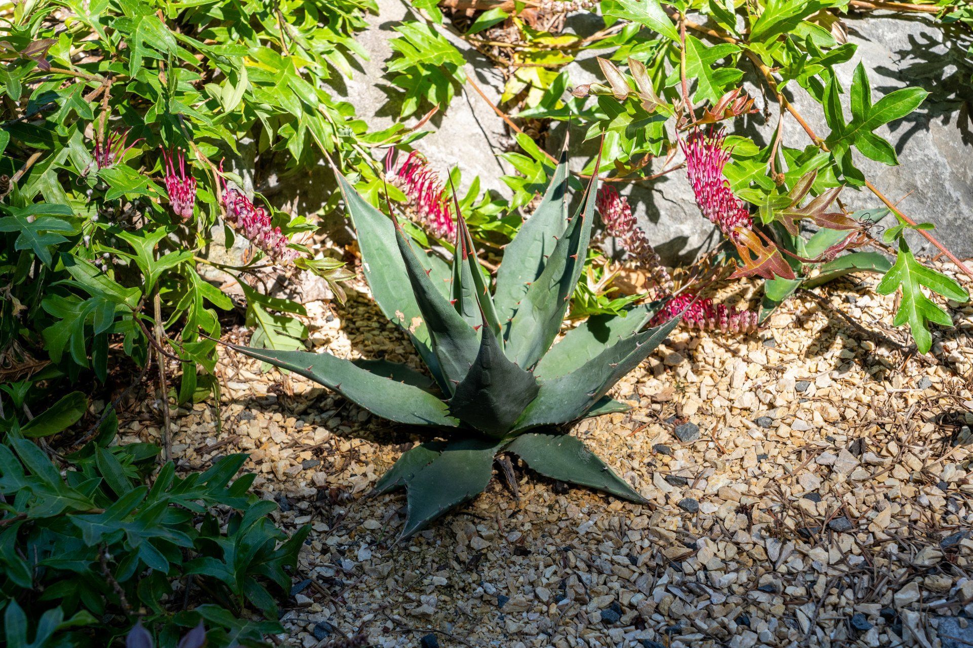 A green agave plant with spiky leaves surrounded by pebbles and flowering vines.