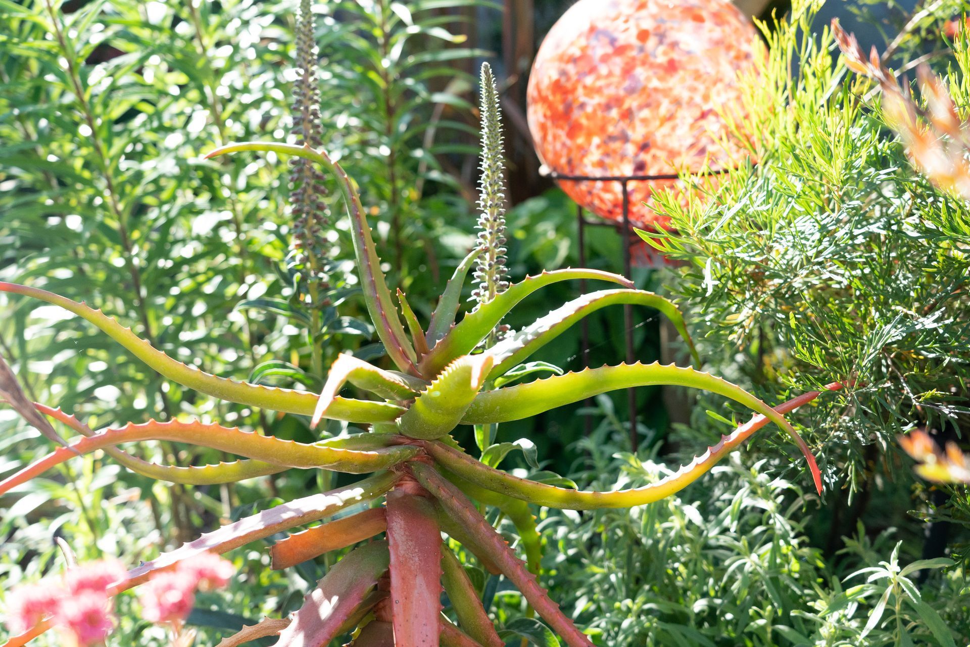 A succulent plant with long, pointed green and reddish leaves, and a tall flower stalk, surrounded by other greenery.