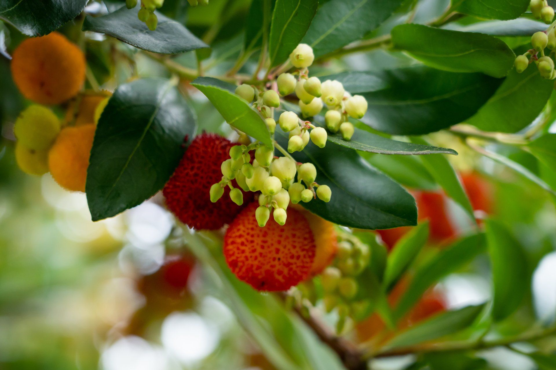 Close-up of an Arbutus unedo tree branch with orange and red fruit, light green flowers, and dark green leaves.