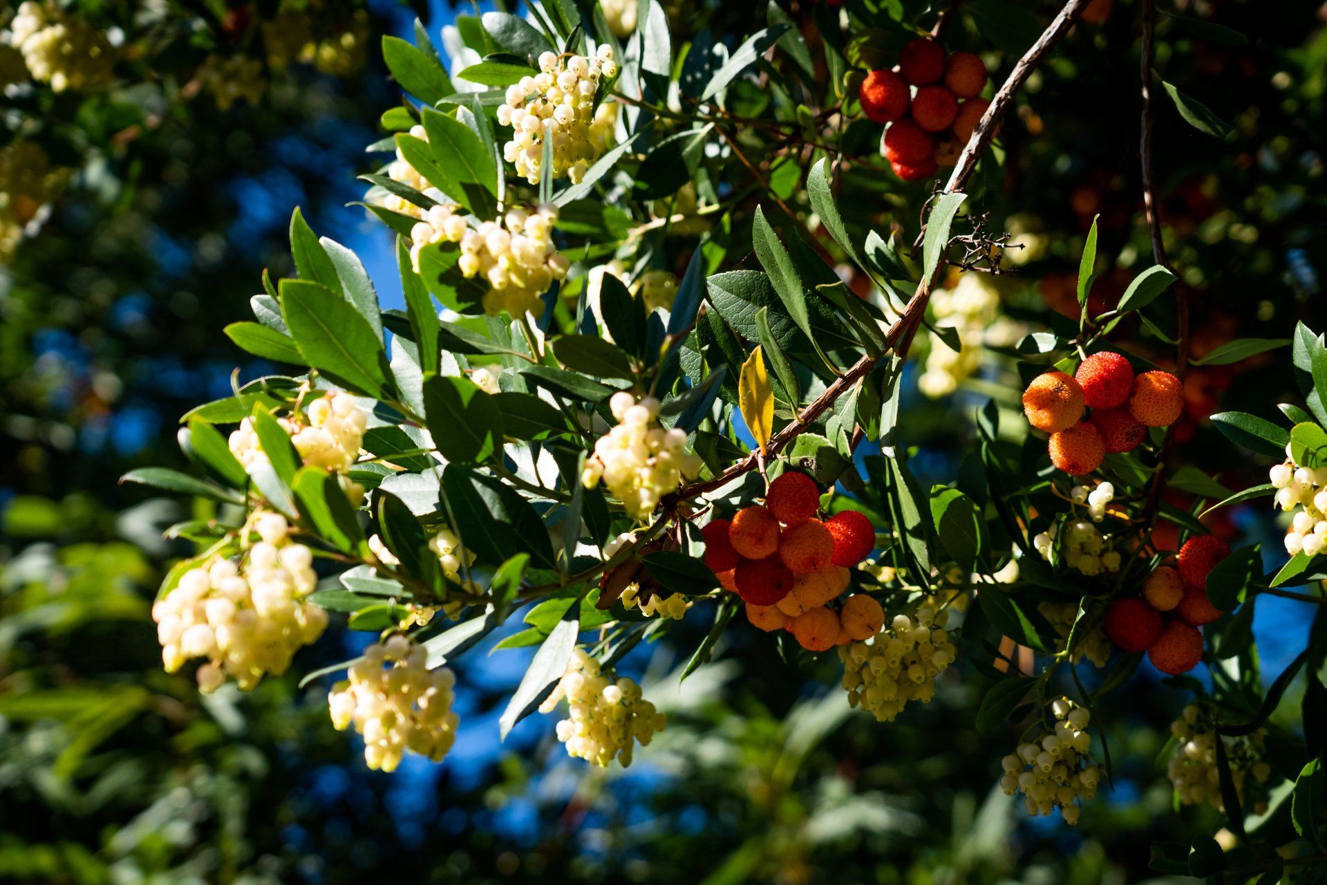 Yellow flowers and red berries on a tree branch with green leaves, against a bright sky.