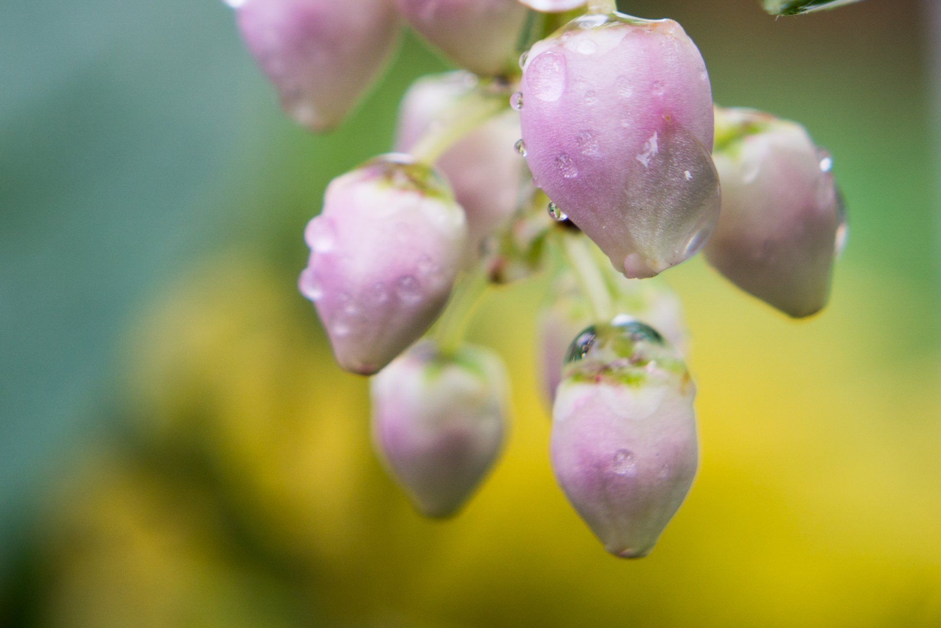 Close-up of a cluster of pink, teardrop-shaped flower buds.