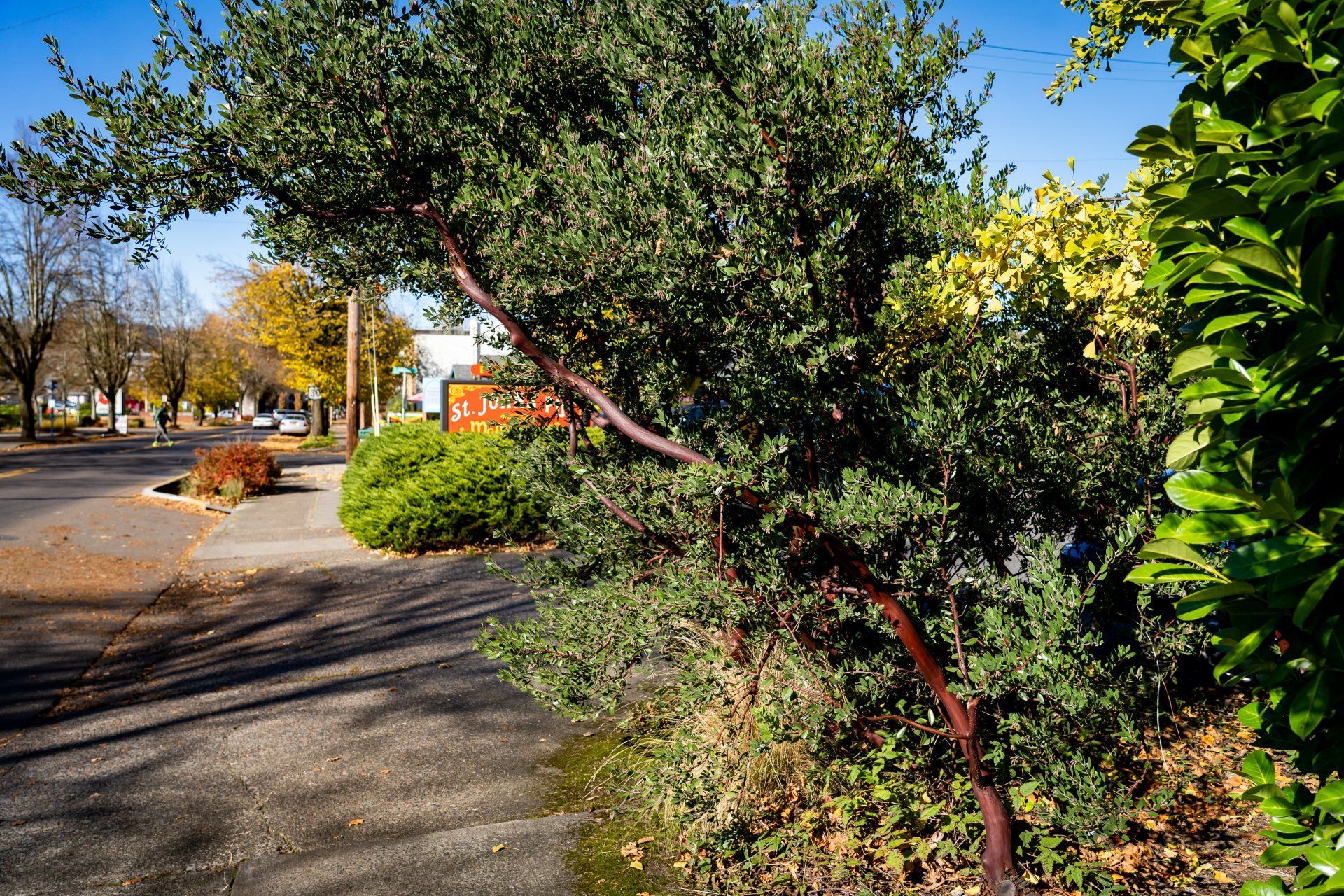 A twisted manzanita shrub with reddish-brown bark curves over a sidewalk. 