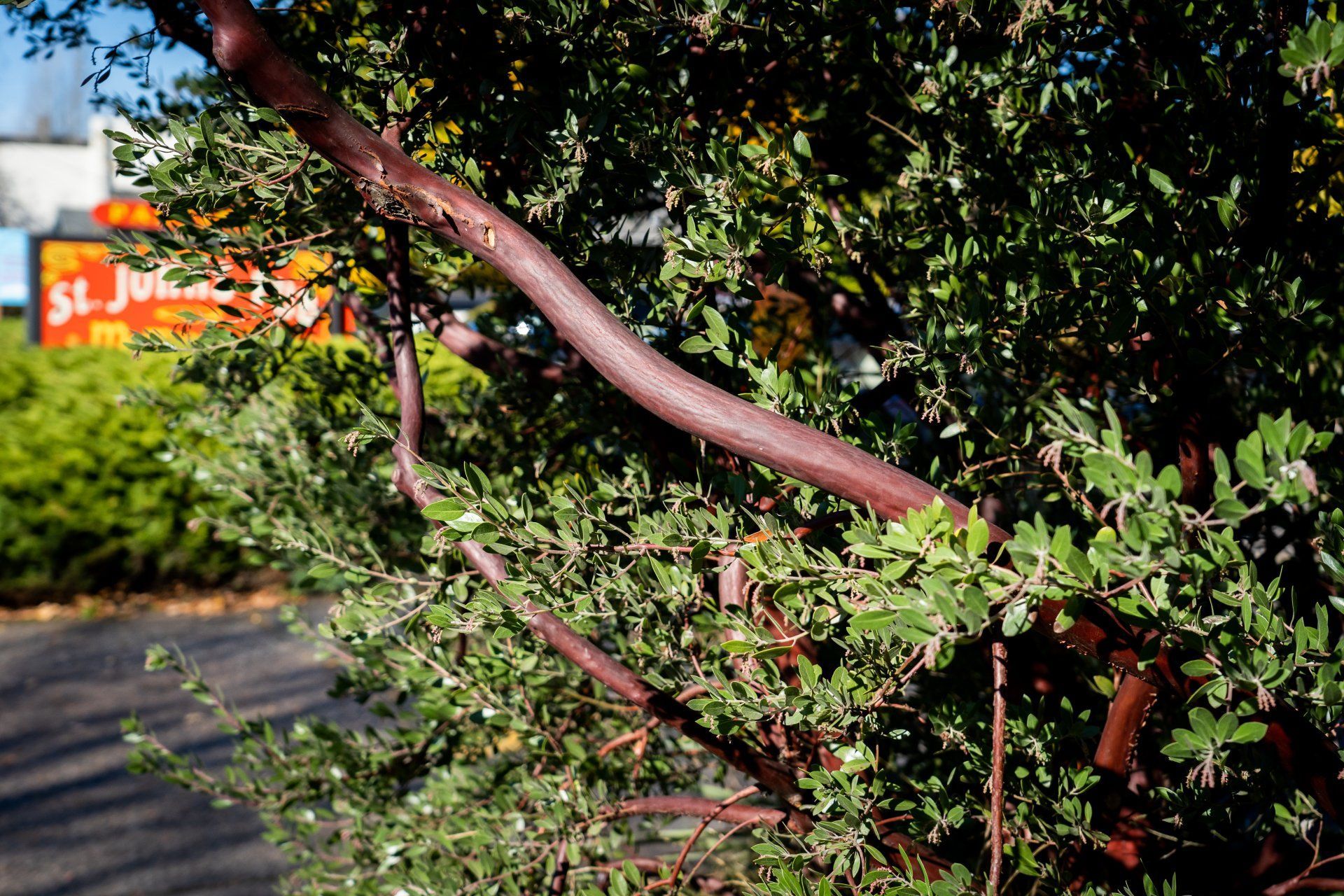 Red-barked manzanita shrub with small green leaves, set against a blurred background of a building and street.