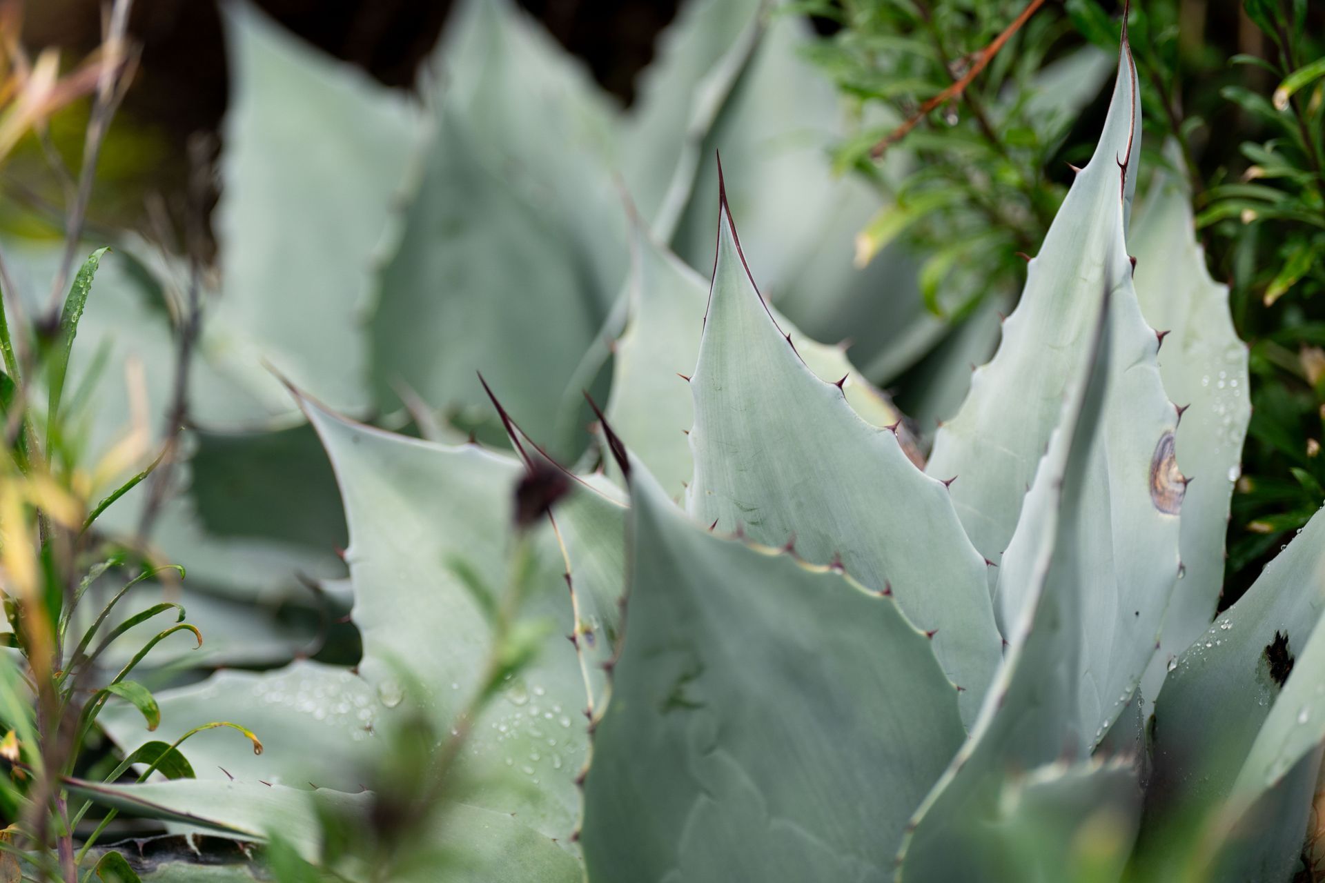 Blue-green agave plant with sharp, pointed leaves.
