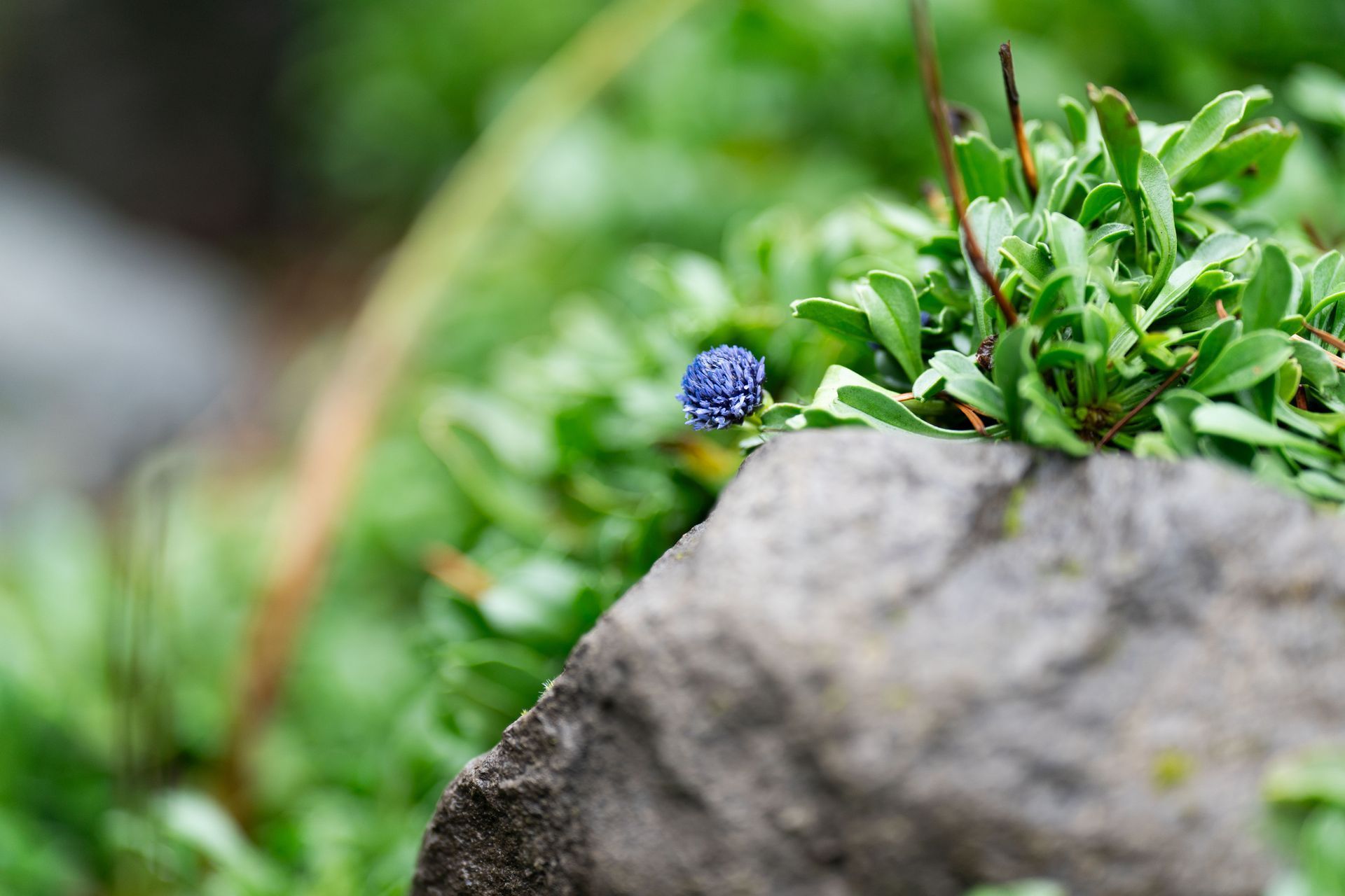 A small, round blue flower nestled among green leaves and a gray rock in a natural setting.