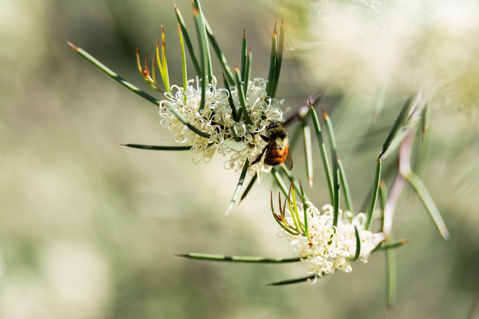 A bee pollinates white, fluffy flowers on a spiky green branch.