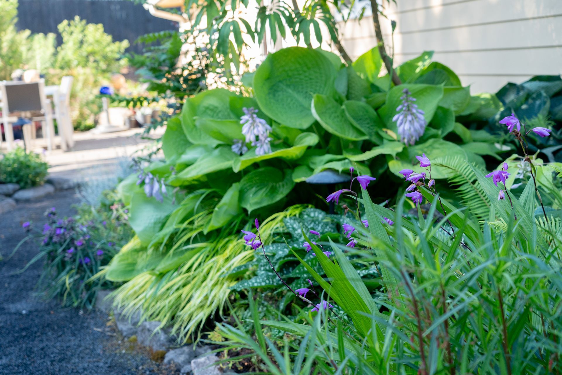 A lush garden bed with a large hosta plant, purple flowers, and varying green foliage in a sunny outdoor setting.
