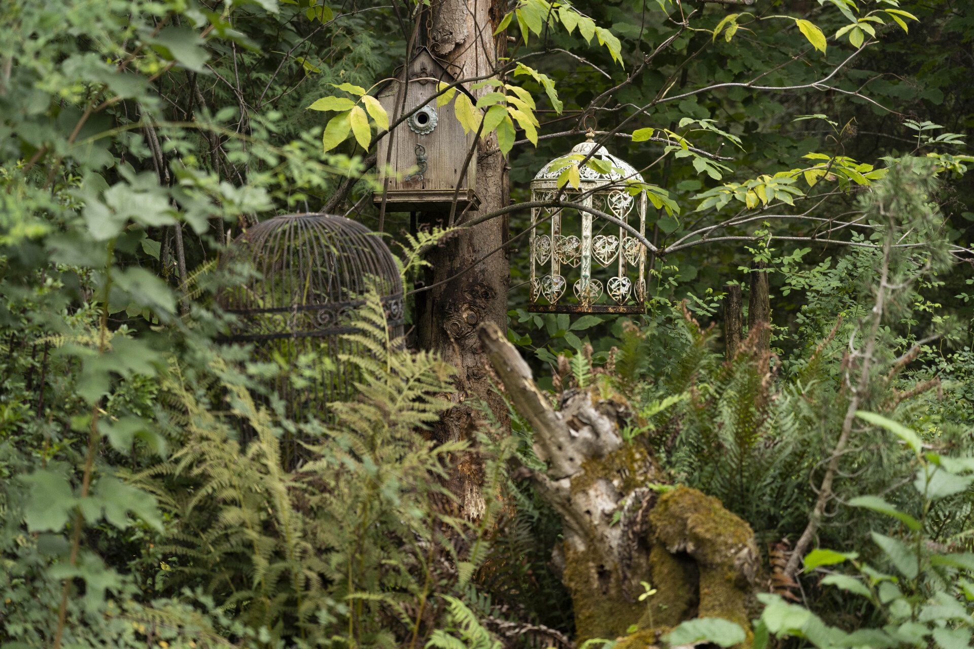 Birdhouses and feeders hang in a lush, green forest.