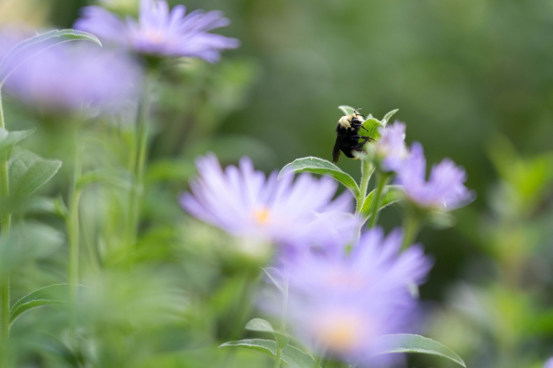 A black bee on a light purple aster flower.